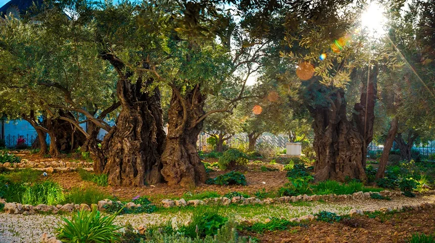Portada SITIO Getsemani.jpg – Iglesia Universal